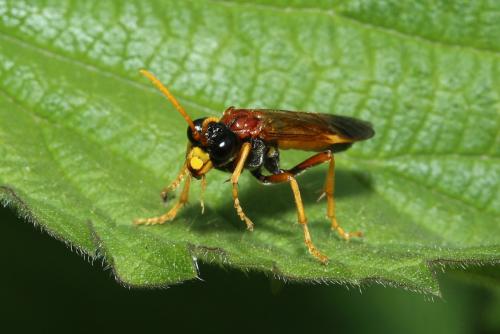 Tenthredo campestris
